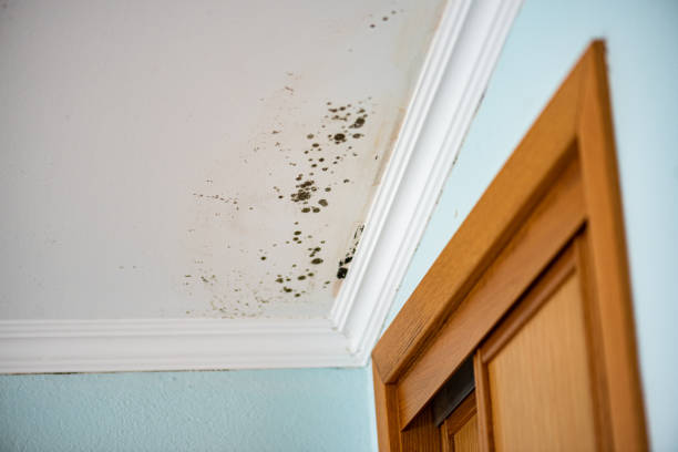 Best Commercial Mold Removal  in St John, MO