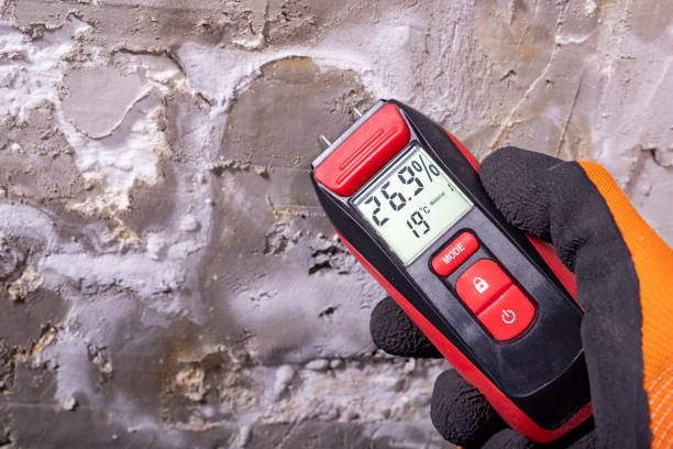 Mold Removal Process in St John, MO
