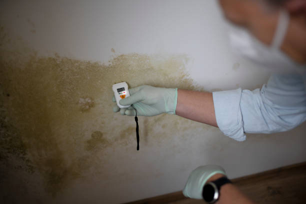 Best Mold Damage Repair  in St John, MO