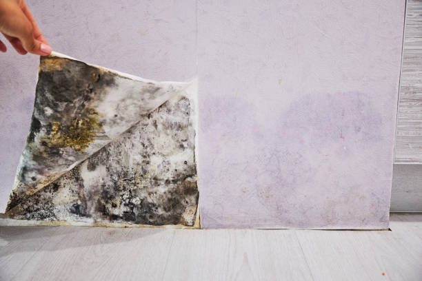 Best Best Mold Removal Companies  in St John, MO